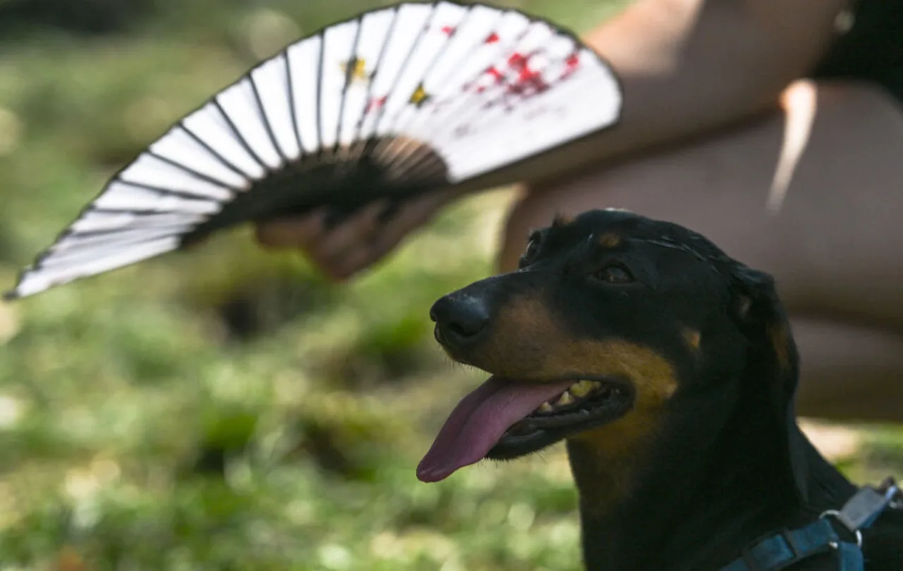Aves em um ambiente árido e seco, com termômetro indicando alta temperatura e solo rachado sob sol intenso