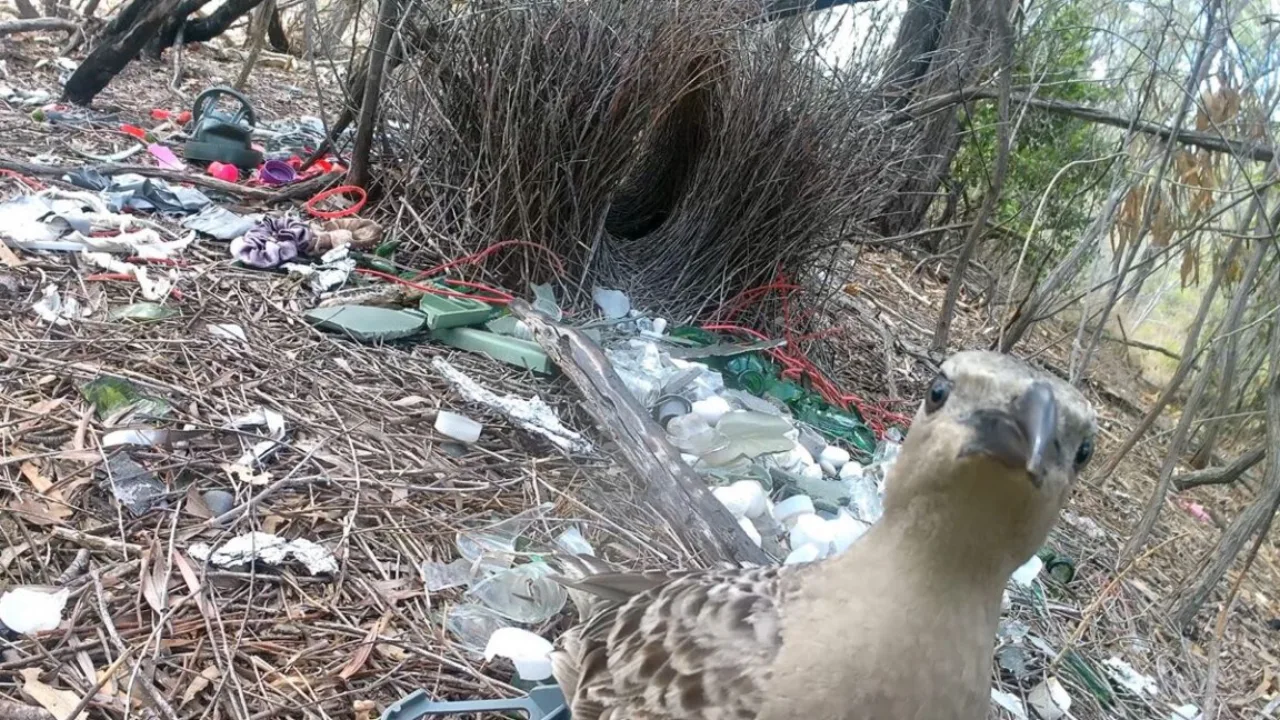 Homem segurando garrafa d'água ao lado de um bowerbird cercado por latas coloridas brilhantes
