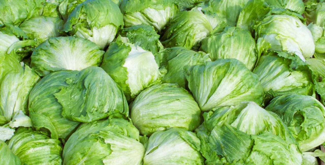 Alface iceberg fresca em bandejas de plástico, com selo de retirada e um avental de segurança ao fundo
