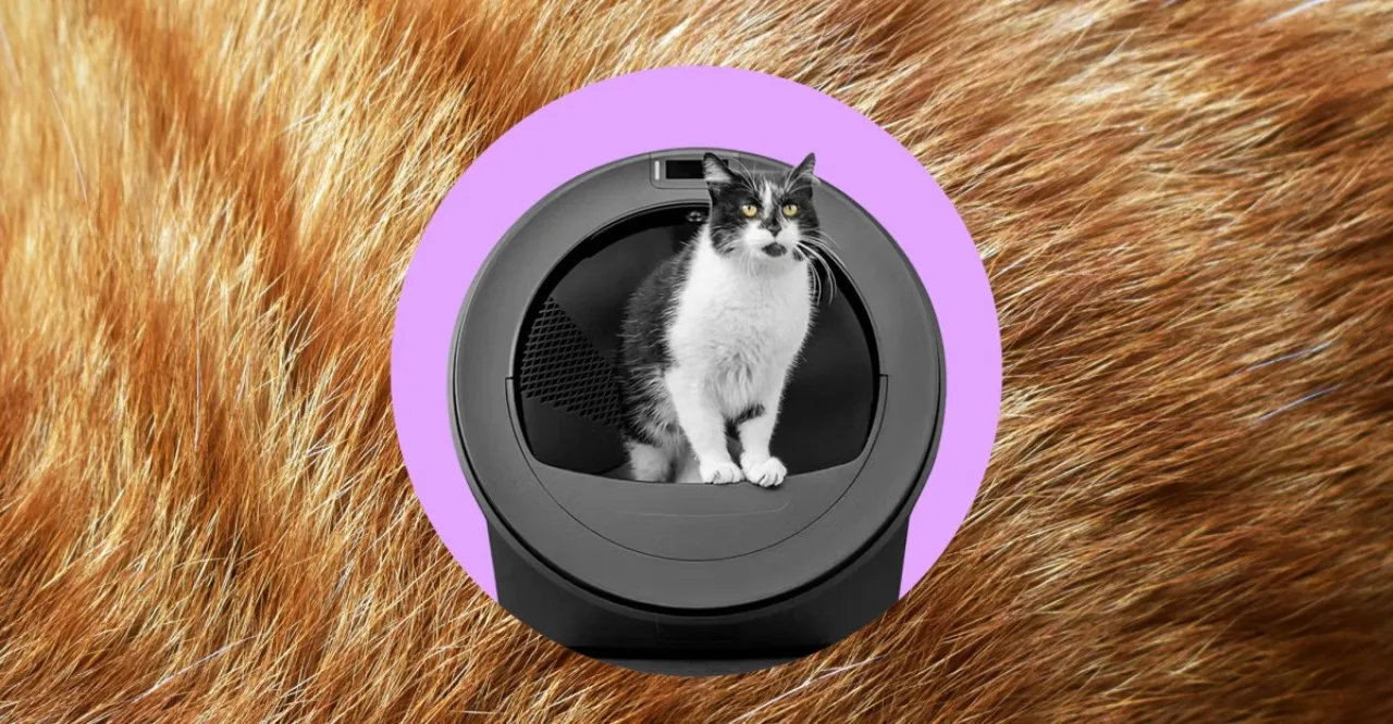 Gatos de pelagem cinza e preta ao lado de um Litter Robot branco com tela mostrando ícones de reconhecimento facial